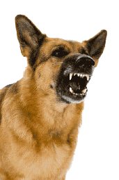 snarlinggershep1